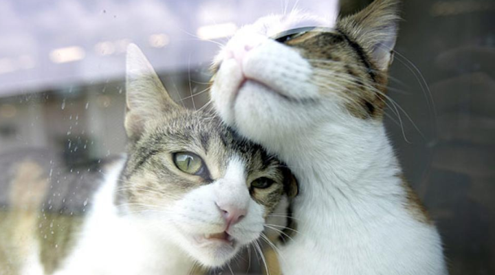 Семейство предлага 66 000 евро годишно, за да се грижат за двете им любими котки
